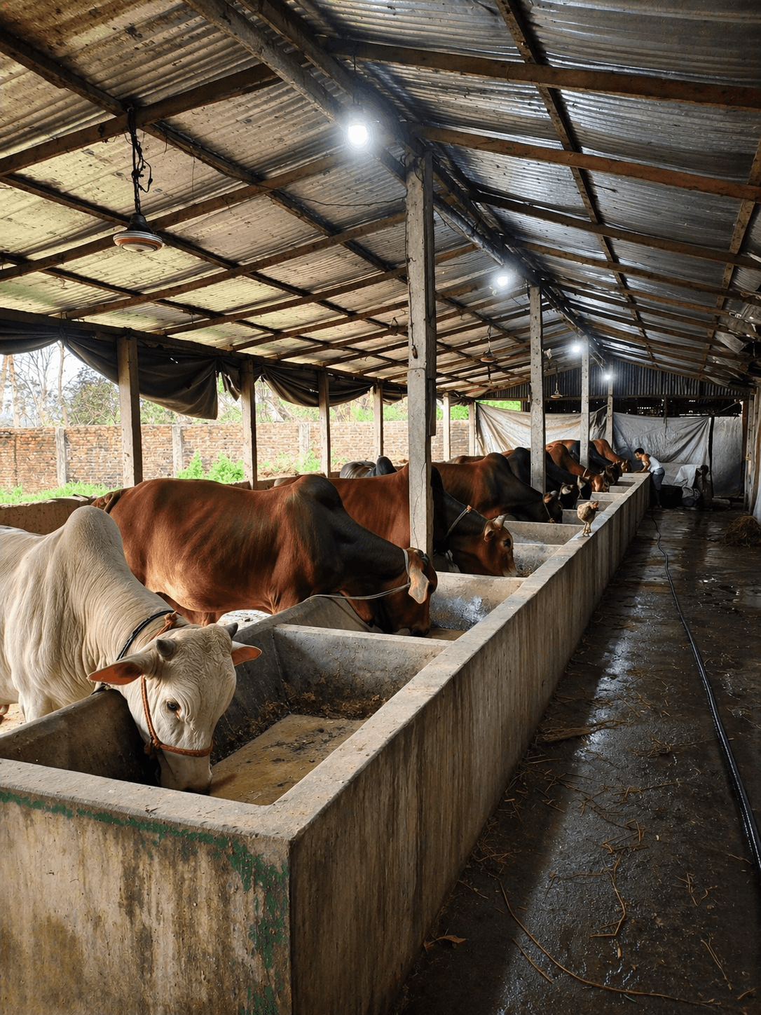 Cattle and Co